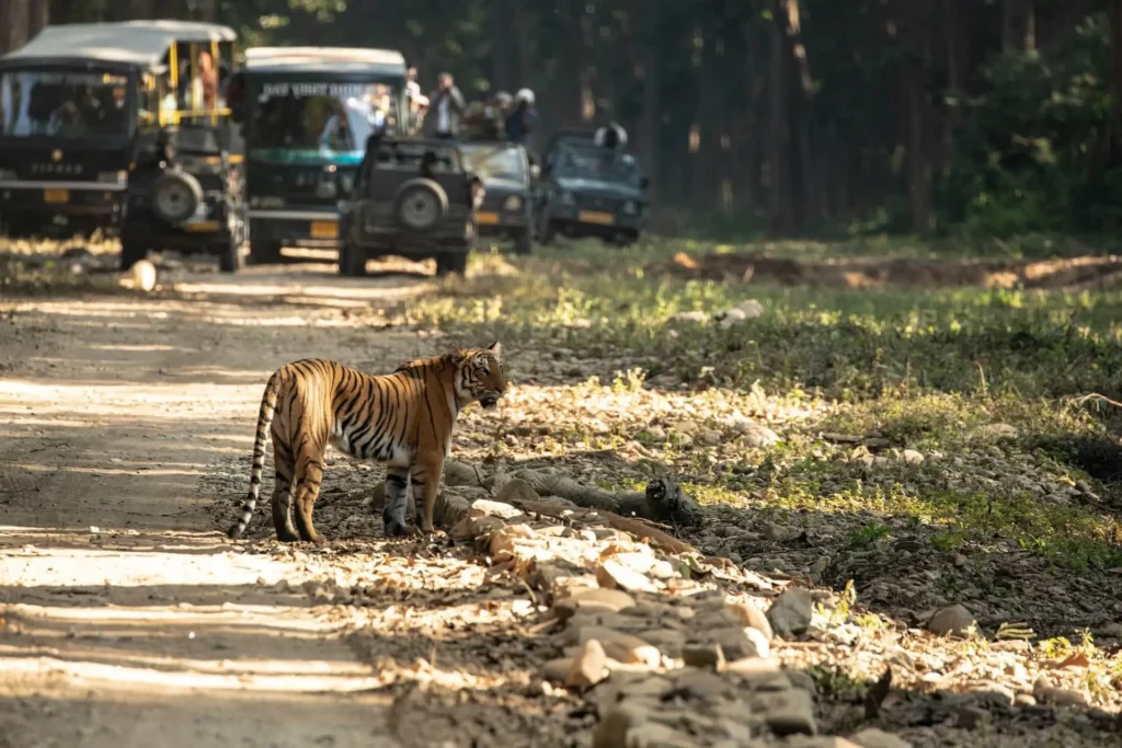 wildlife safari