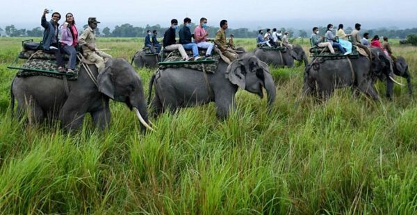 Experience the Thrill of Elephant Safaris in India's Best Wildlife Destinations